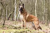 MALINOIS 655